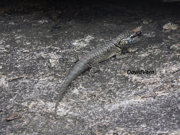 Photo Lagarto Trepador Chaqueño