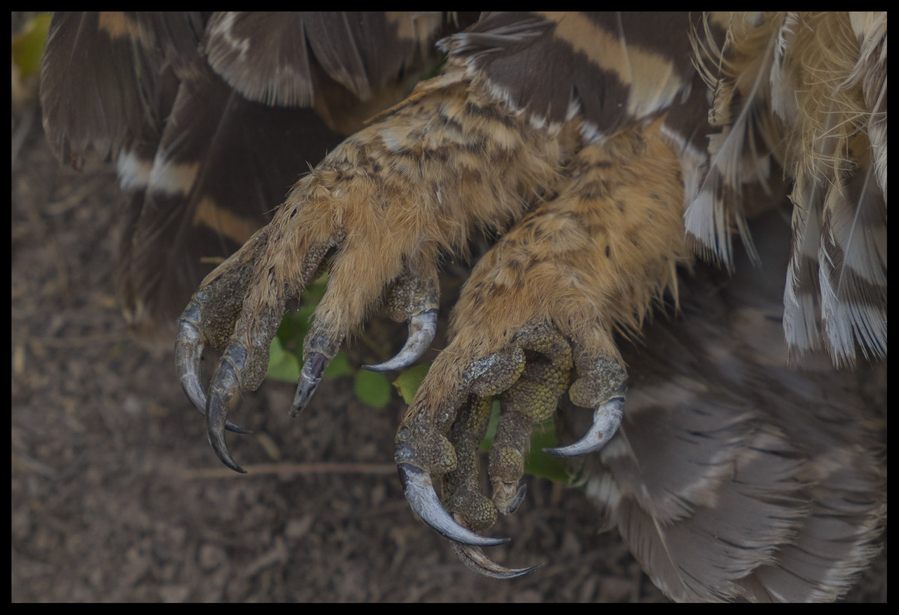 Foto Lechuza Bataraz Chaqueña