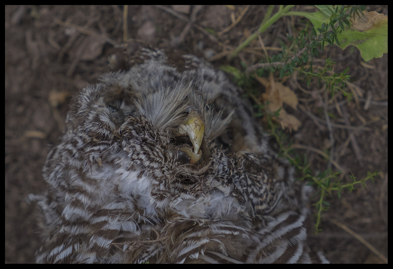 Foto Lechuza Bataraz Chaqueña