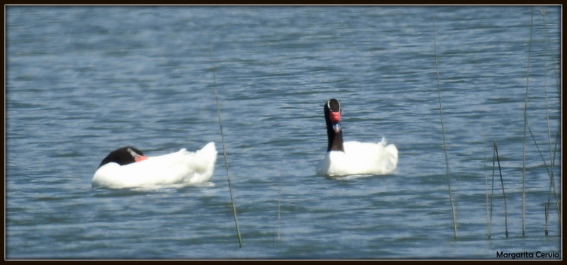 Photo Cisne Cuello Negro