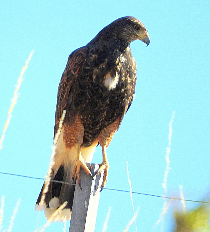 Photo Gavilán Mixto