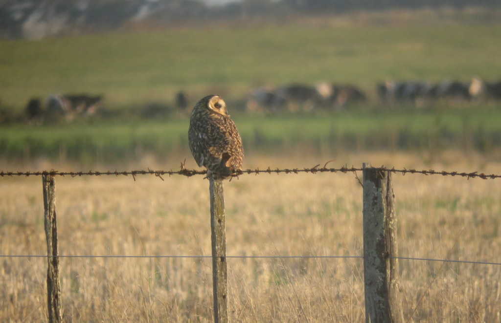 Foto Lechuzón Campestre