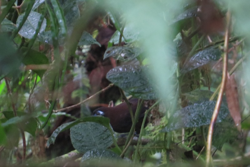 Foto Hormiguero De Zeledón