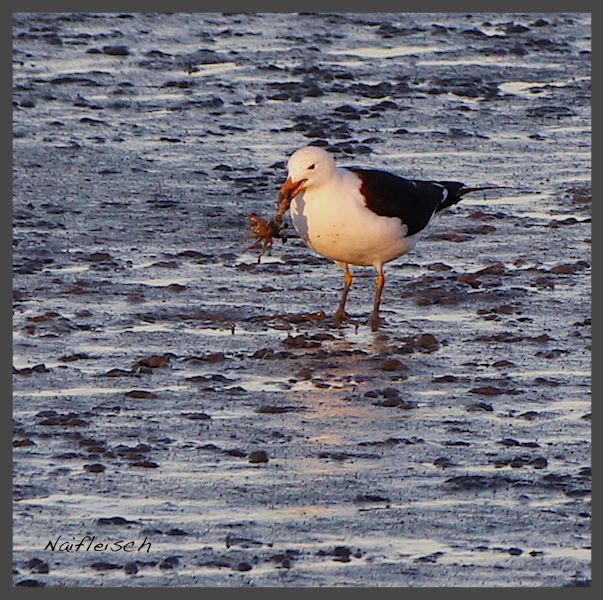 Photo Gaviota Cangrejera