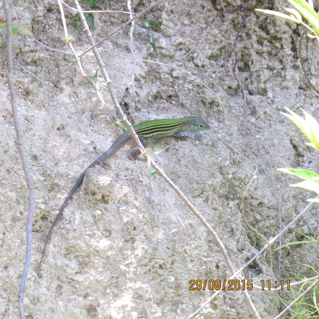 Foto Huico Siete Líneas