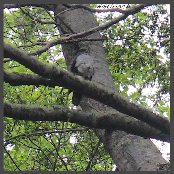 Photo Esparvero Patagónico