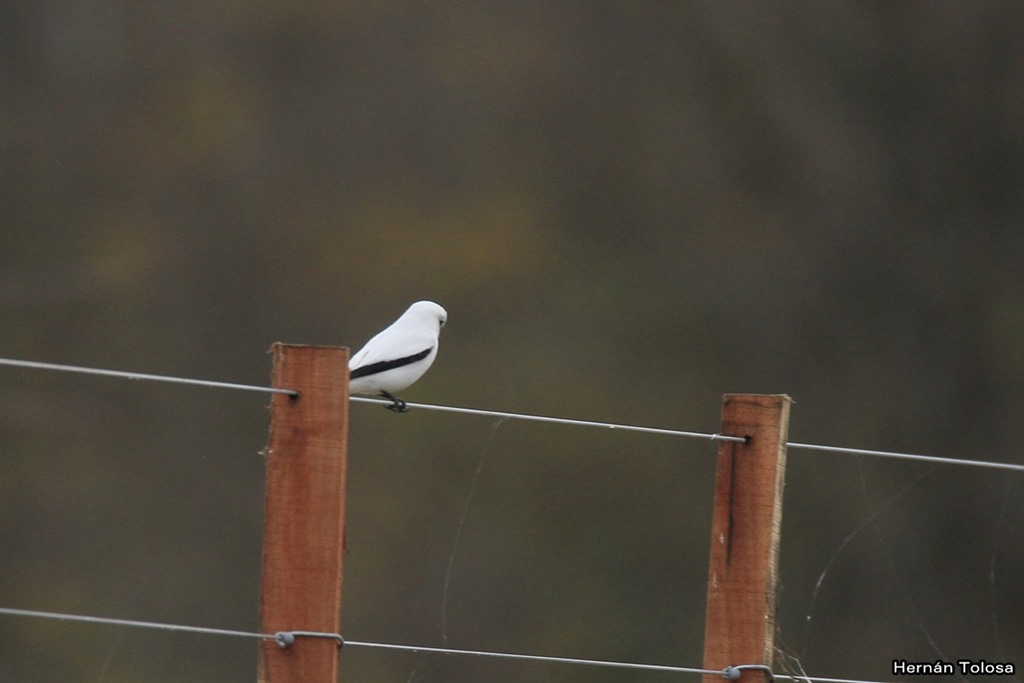 Photo Monjita Blanca