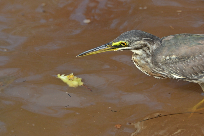 Photo Garcita Azulada