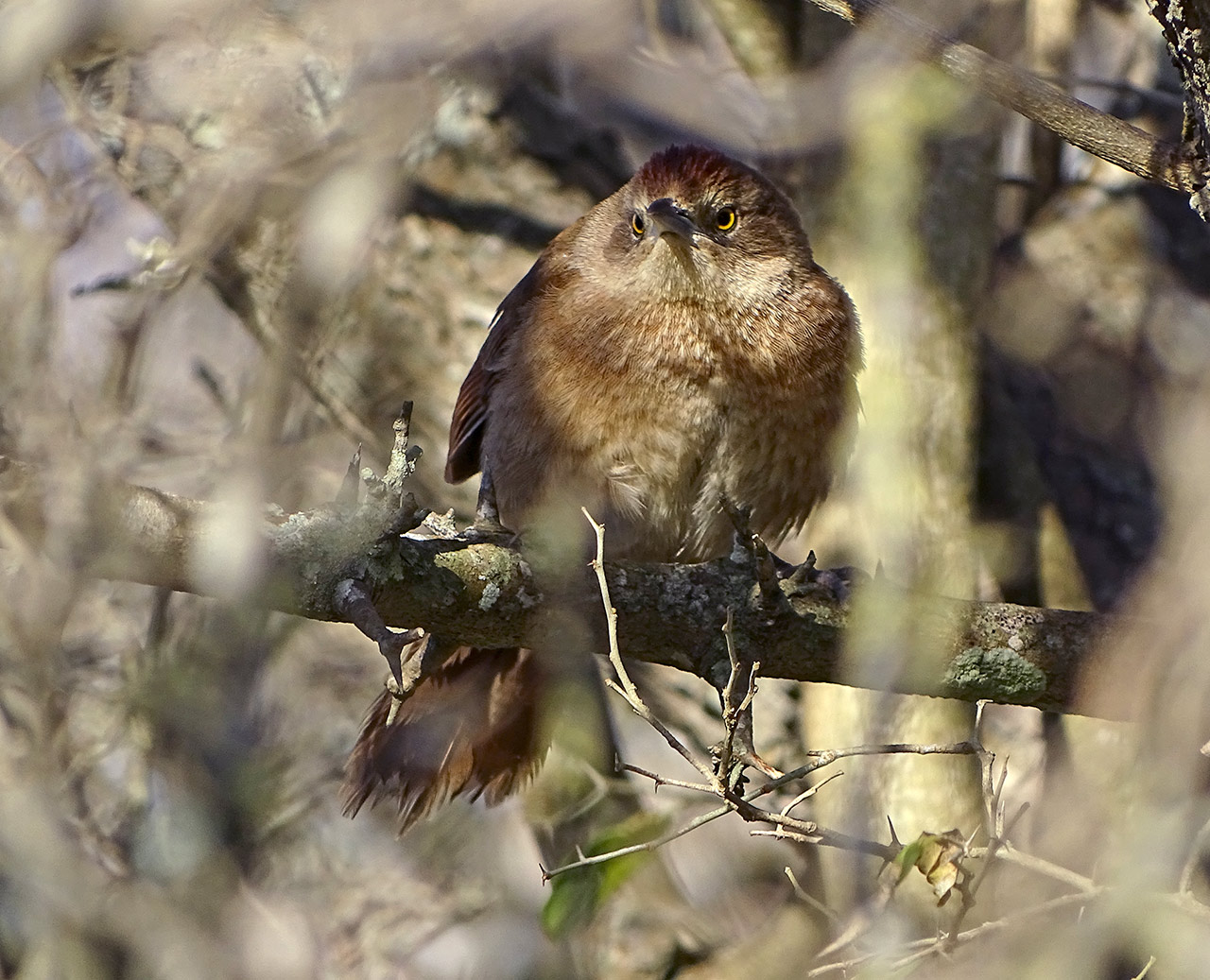 Photo Espinero Pecho Manchado