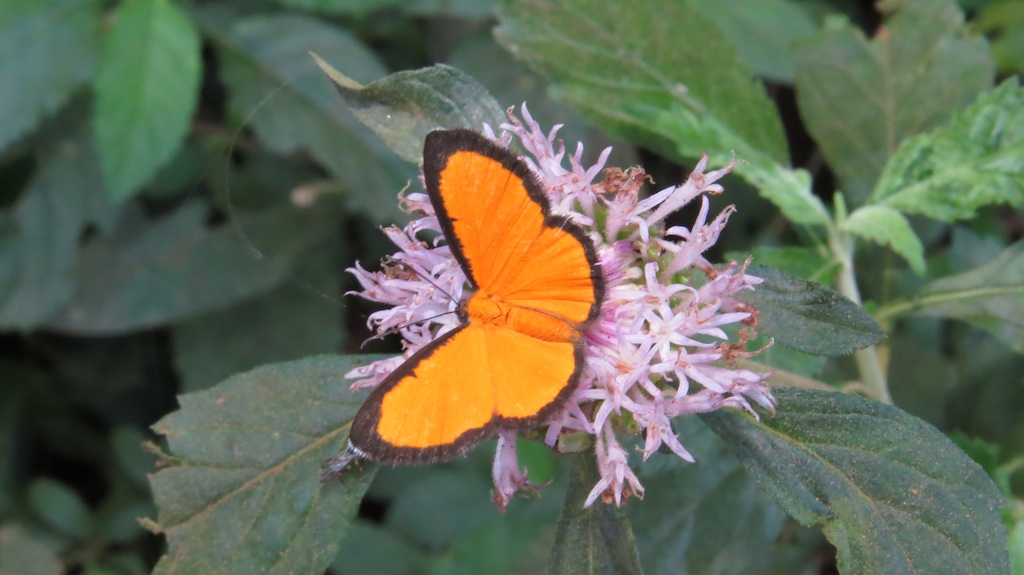 Foto Diminuta Manchada