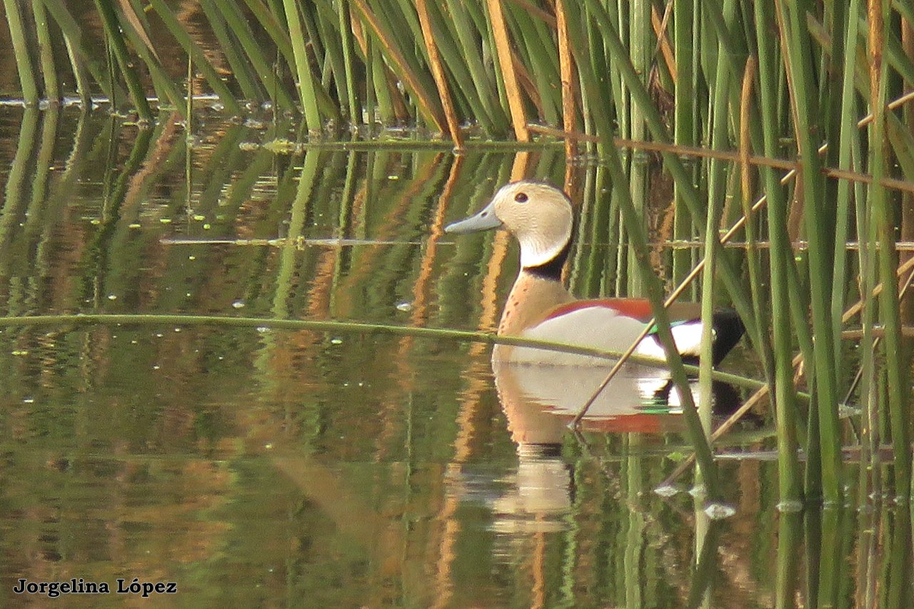Photo Pato de Collar