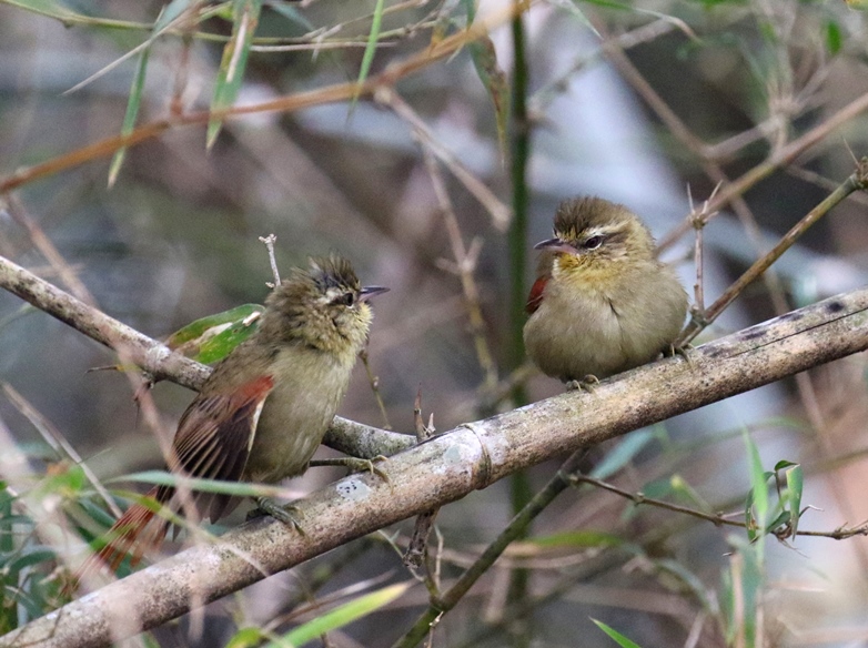 Photo Curutié Oliváceo