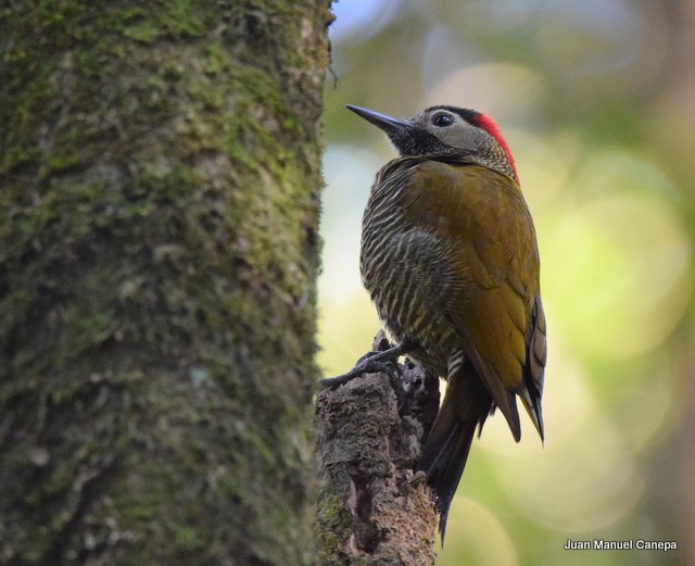 Foto Carpintero Dorado Gris