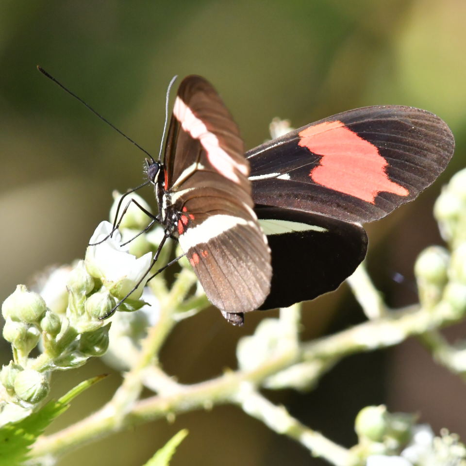 Photo Almendra Común