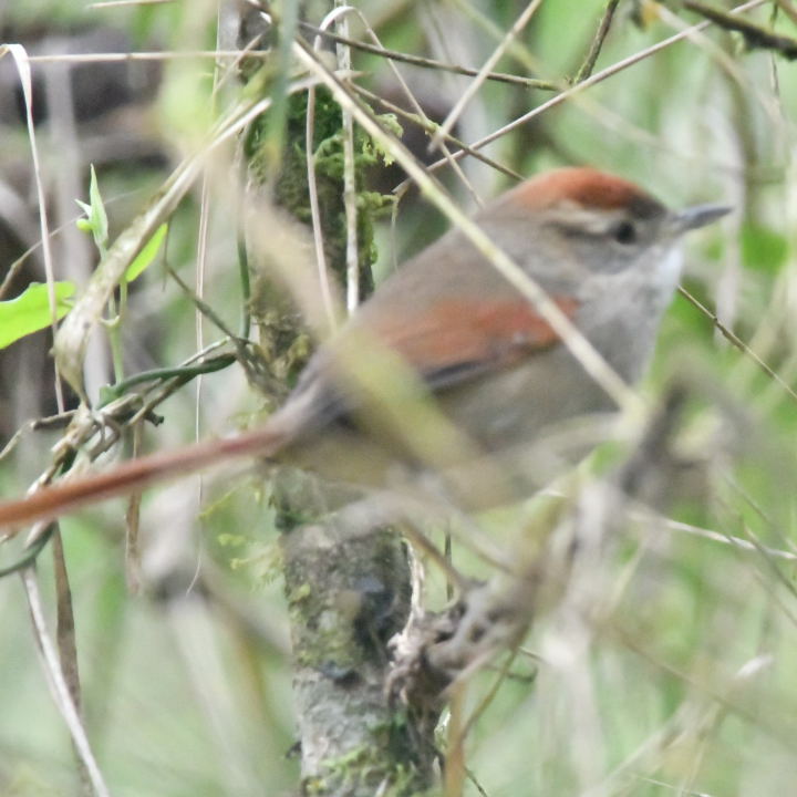 Photo Pijuí Ceja Canela