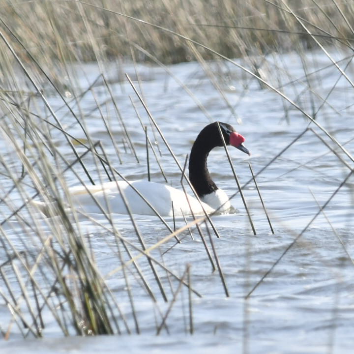 Photo Cisne Cuello Negro