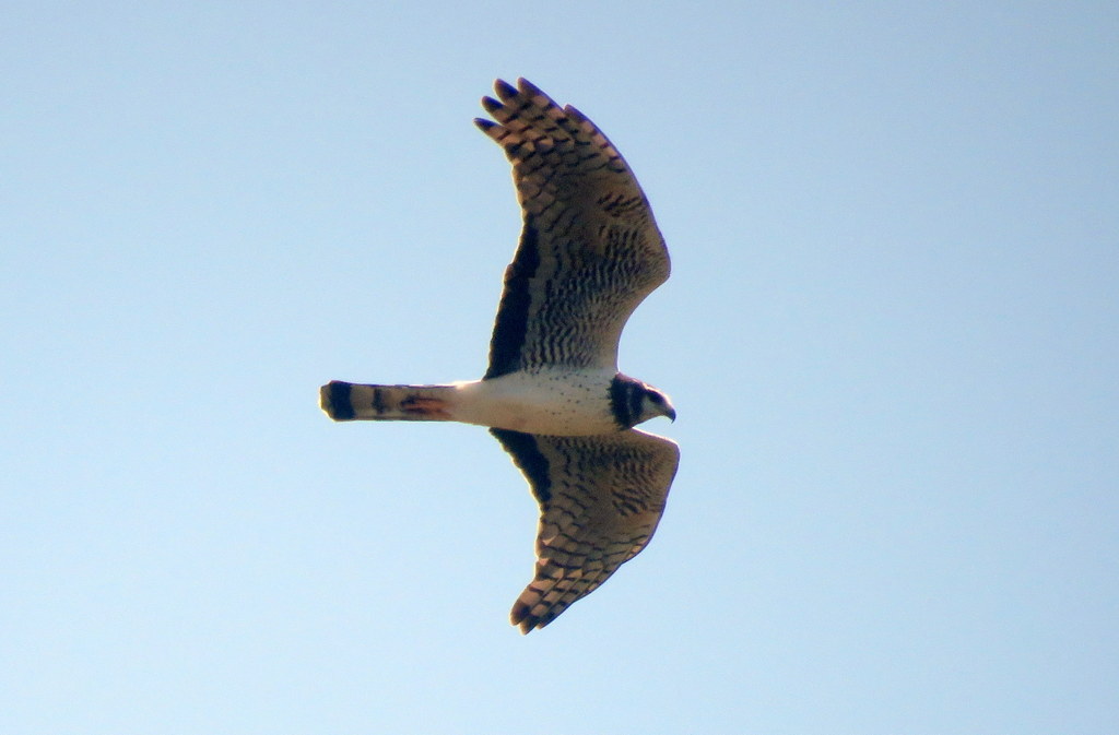 Foto Gavilán Planeador
