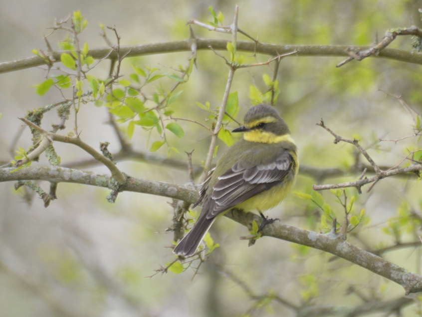Foto Suirirí Amarillo