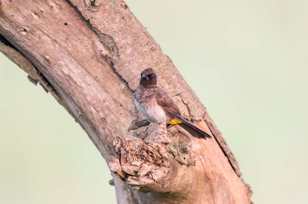 Photo Bulbul Naranjero