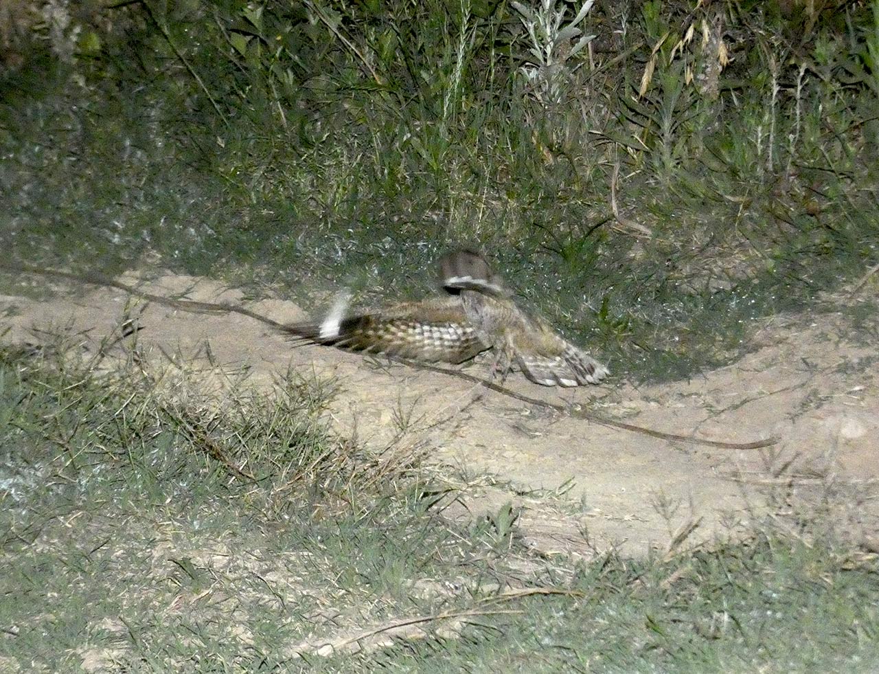 Photo Atajacaminos Chico