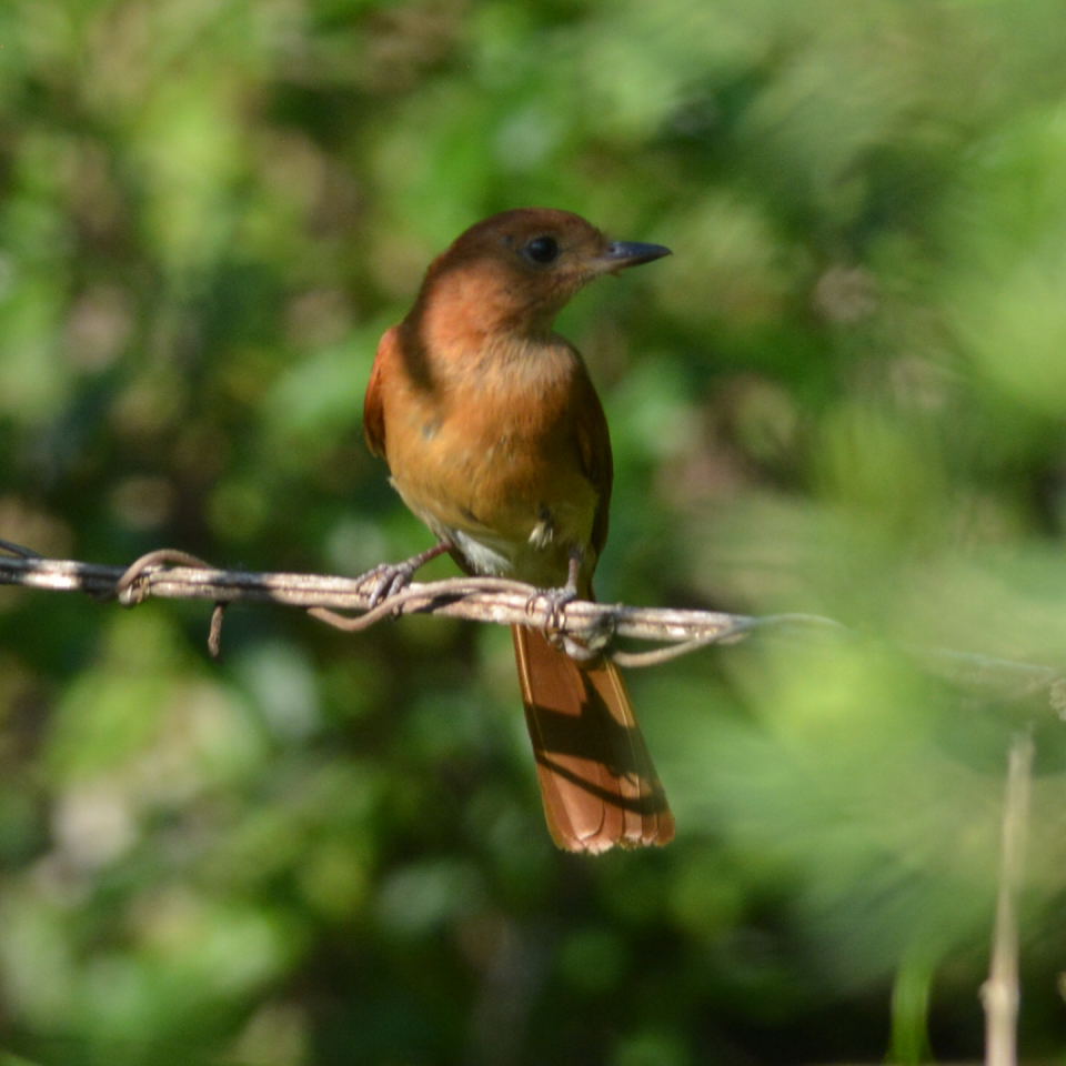Foto Burlisto Castaño