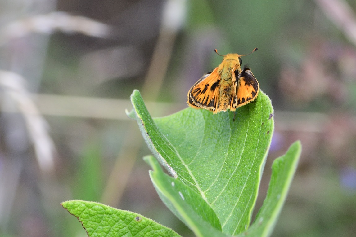 Foto Saltarina Amarilla