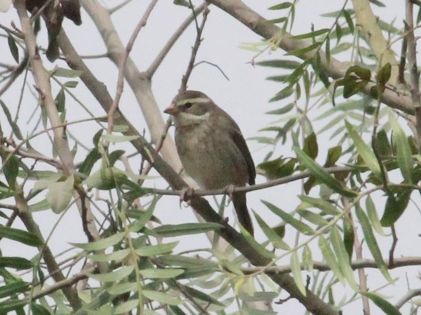 Foto Monterita Collareja