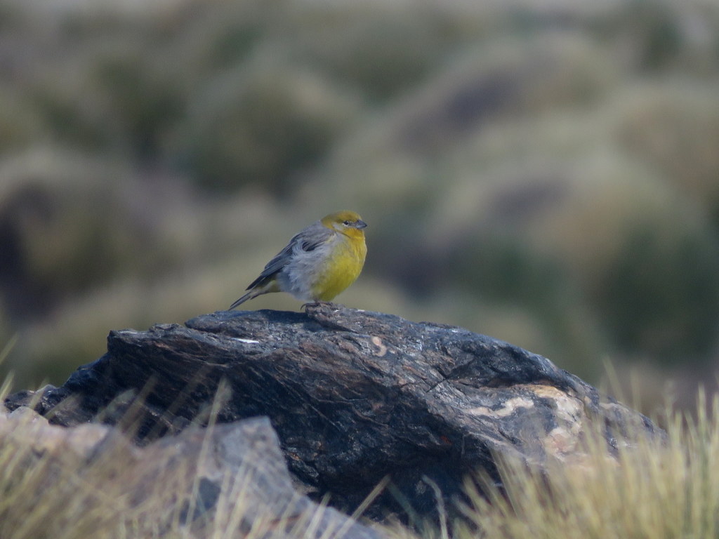 Foto Jilguero Cara Gris