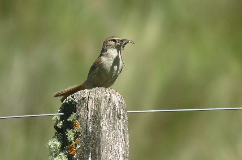 Foto Espinero Andino