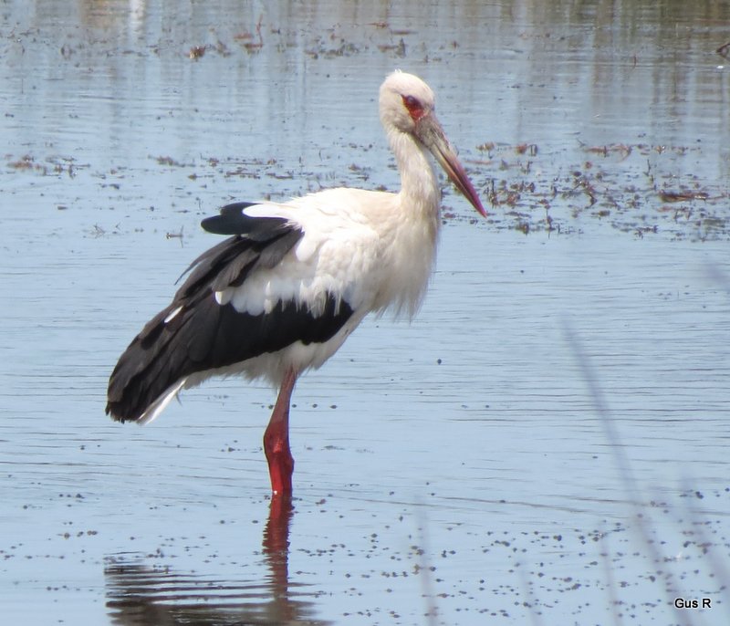 Foto Cigüeña Americana