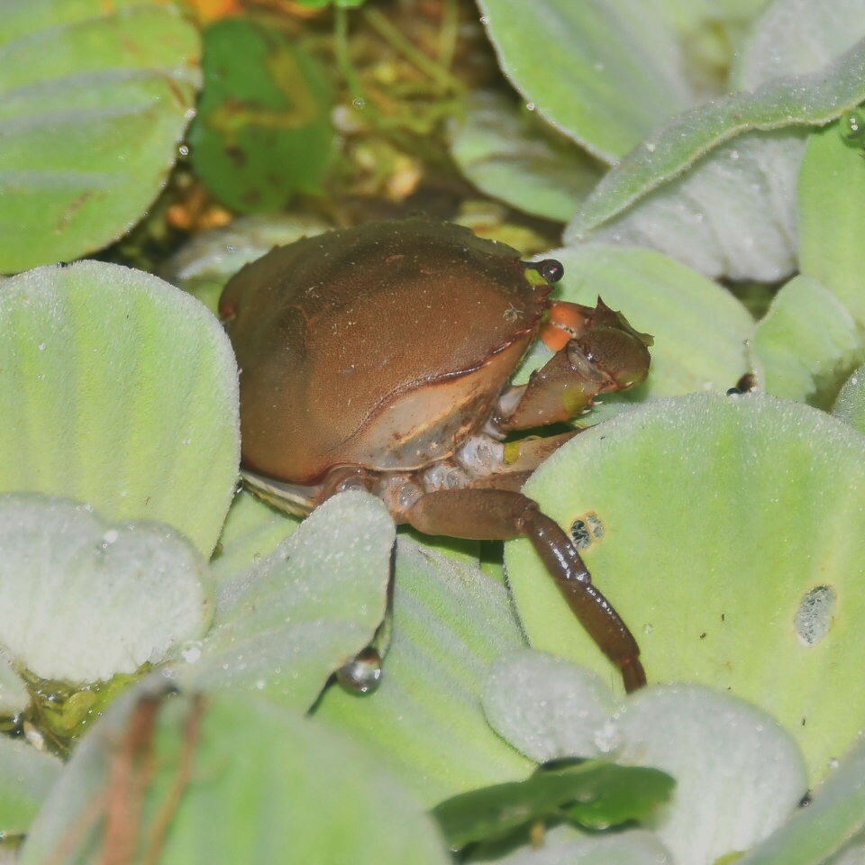 Foto Cangrejo Pigmeo