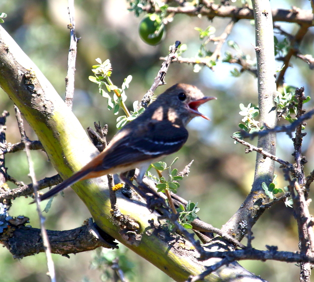 Viudita Chica (Knipolegus hudsoni)