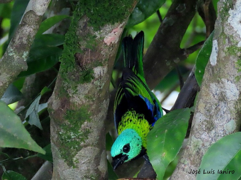 Photo Saíra Arcoiris