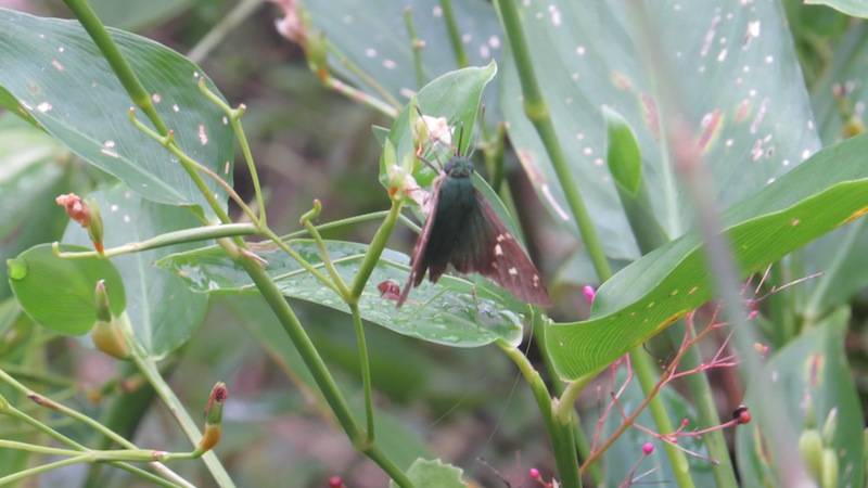 Foto Saltarina Coluda Esmeralda