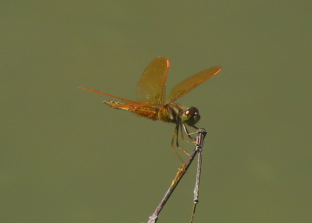 Photo Ambarina del Este