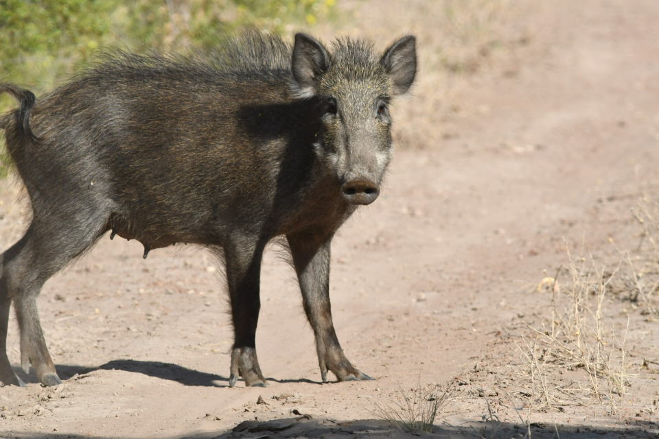 Foto Jabalí