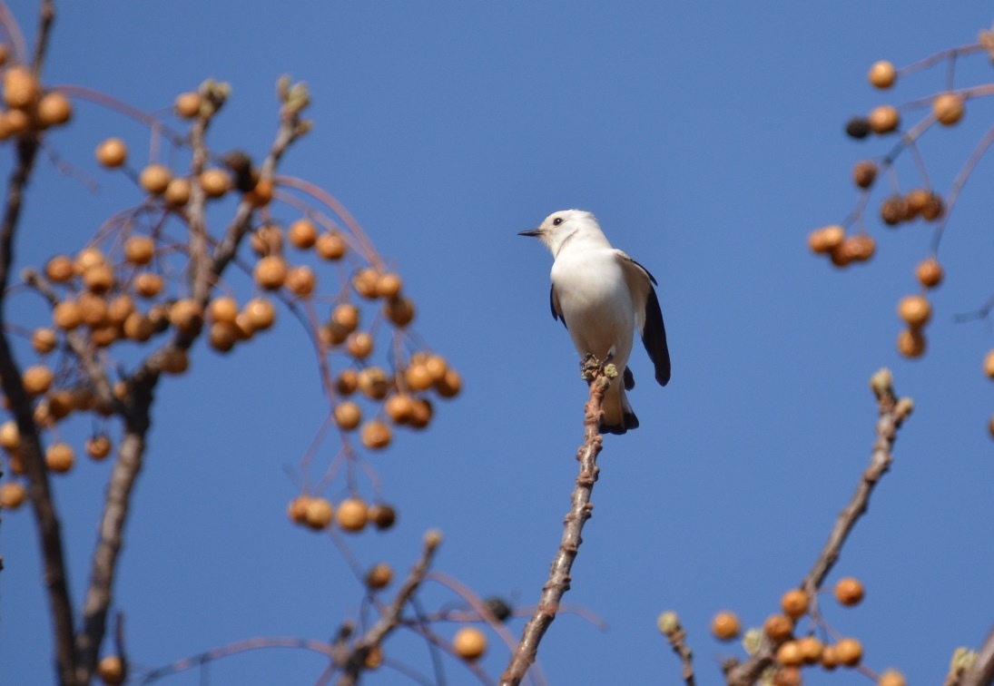 Photo Monjita Blanca
