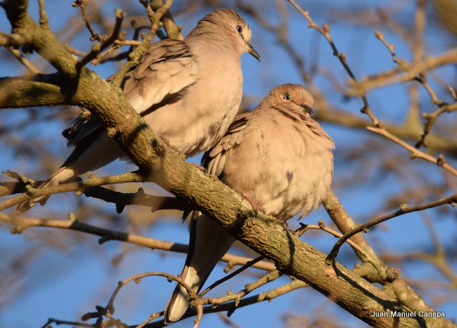 Photo Torcacita Común
