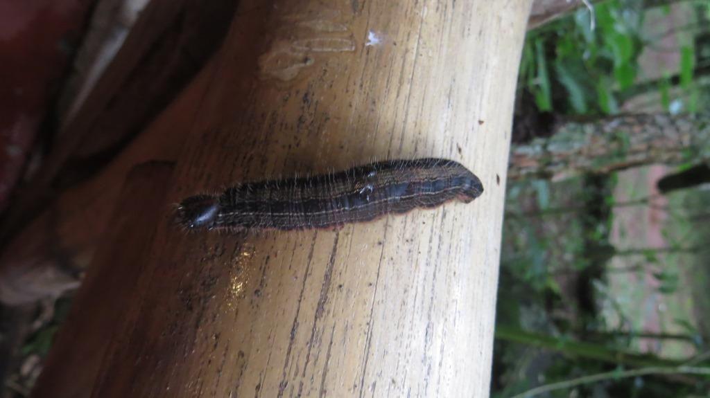 Foto Gusano de la Palma