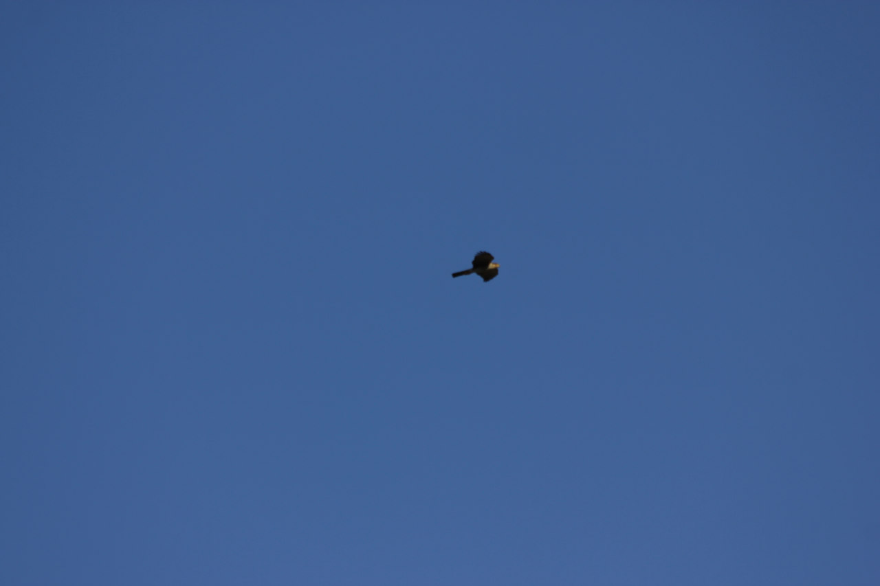 Foto Esparvero Común