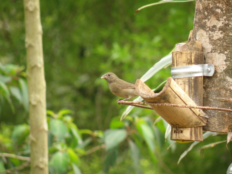 Foto Espiguero Negro