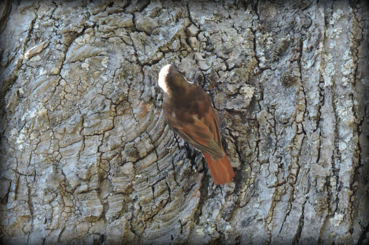 Foto Picolezna Patagónico