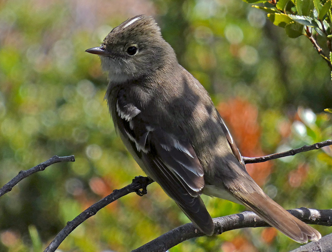 Photo Fiofío Silbón