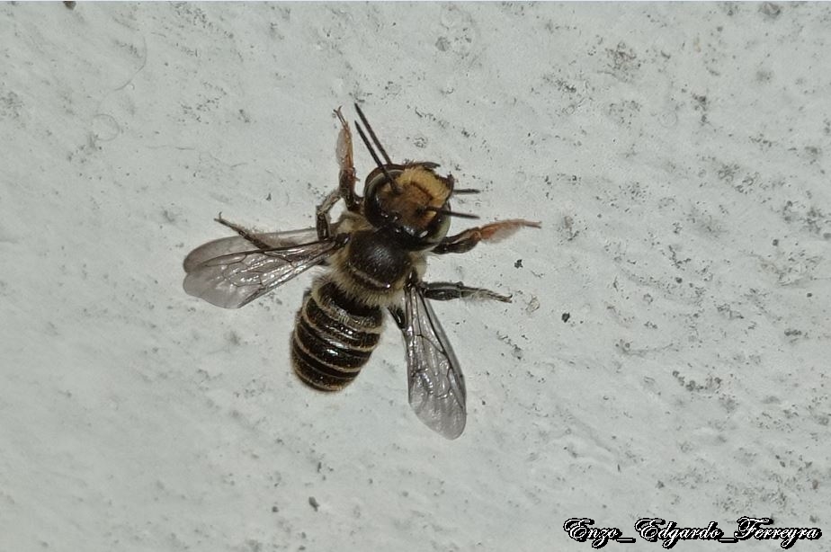 Photo Abeja Cortadora de Hojas