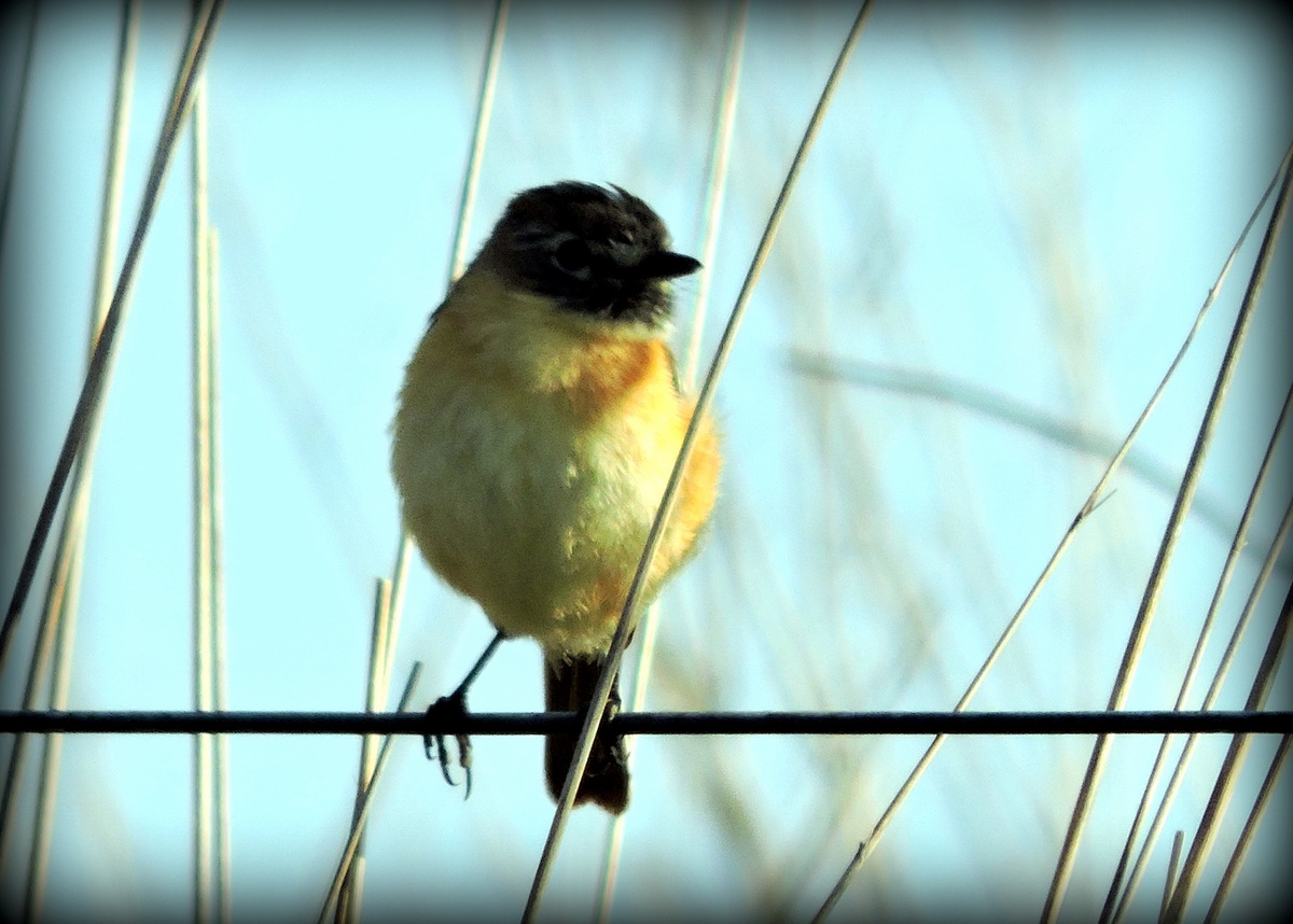 Photo Tachurí Canela