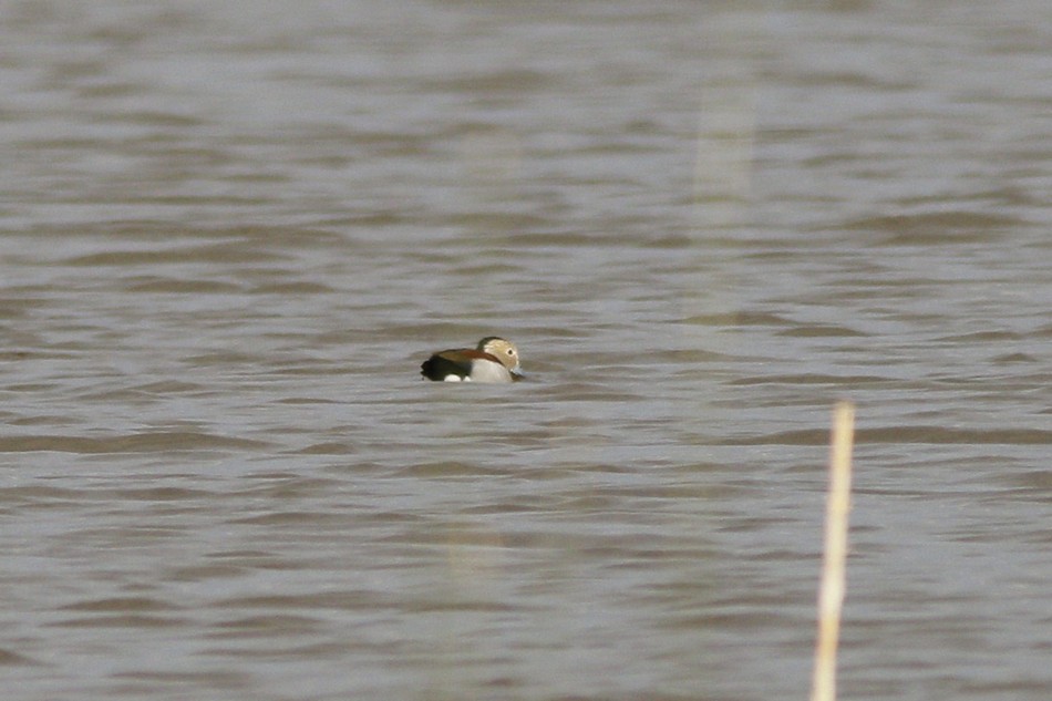Photo Pato de Collar