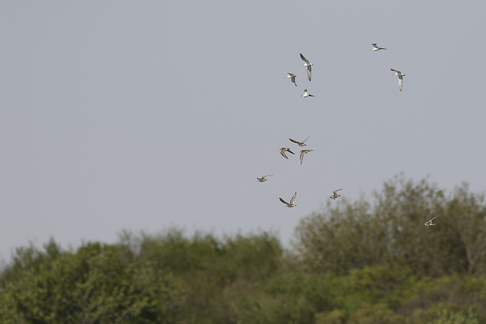 Photo Playerito Unicolor