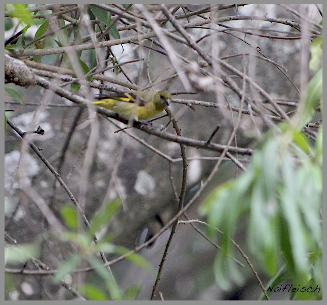 Photo Cabecitanegra Común