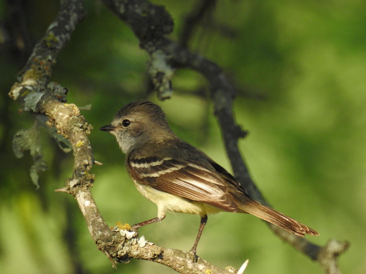 Photo Suirirí Pico Corto