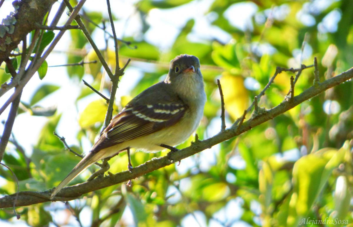Photo Fiofío Pico Corto